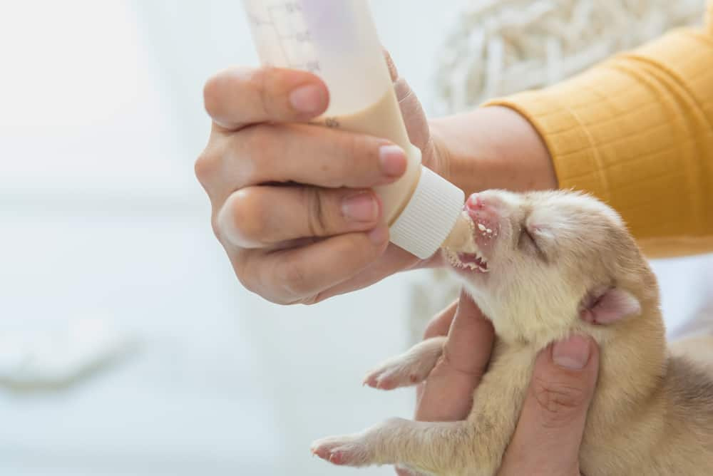(Guidelines) How Often To Bottle Feed Newborn Puppiess